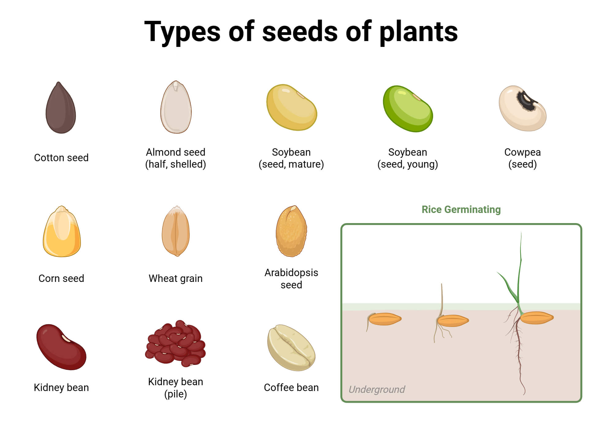 Types of seeds of plants