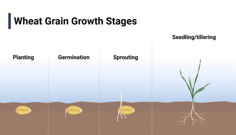 Plant Growth Stages and Phases with Care Tips