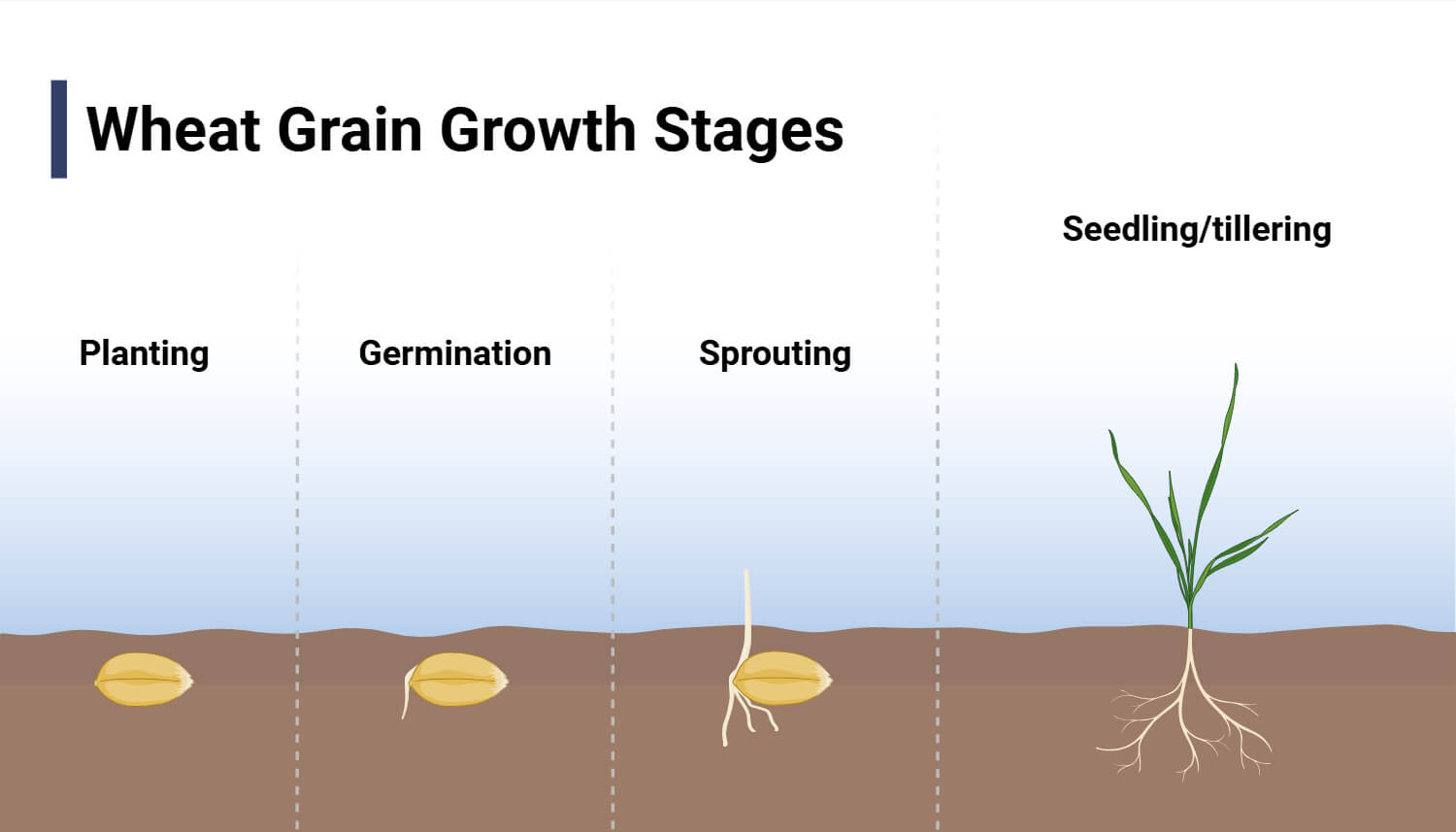 Wheat Grain Growth Stages