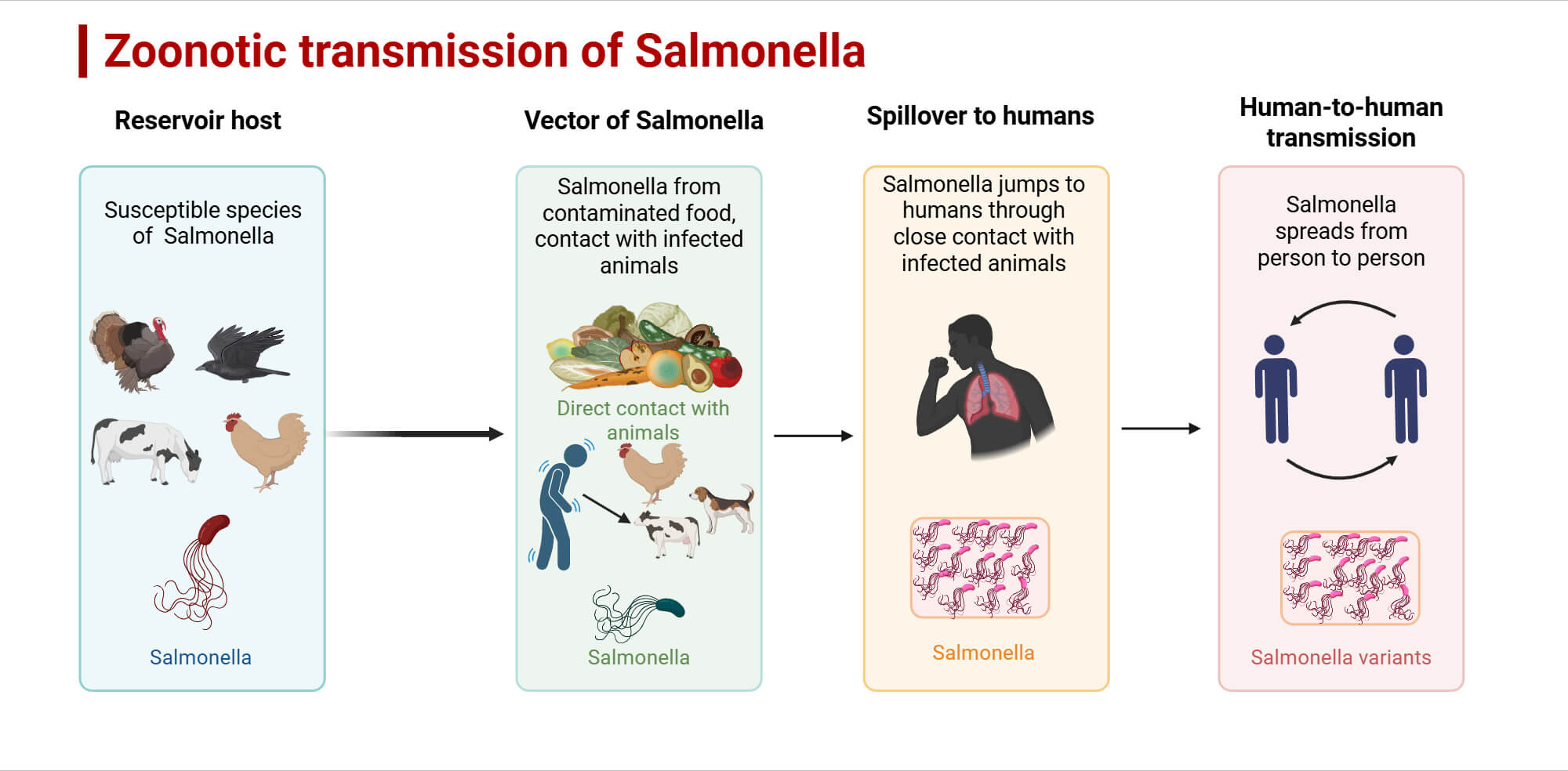 Zoonotic Transmission of Salmonella