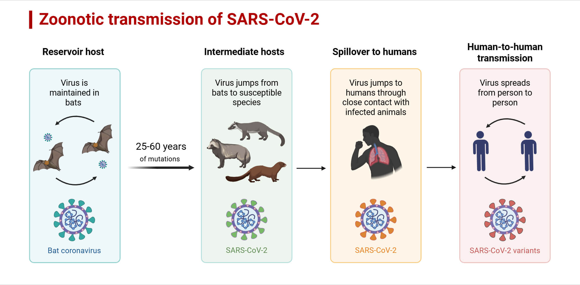 Zoonotic transmission of SARS-CoV-2
