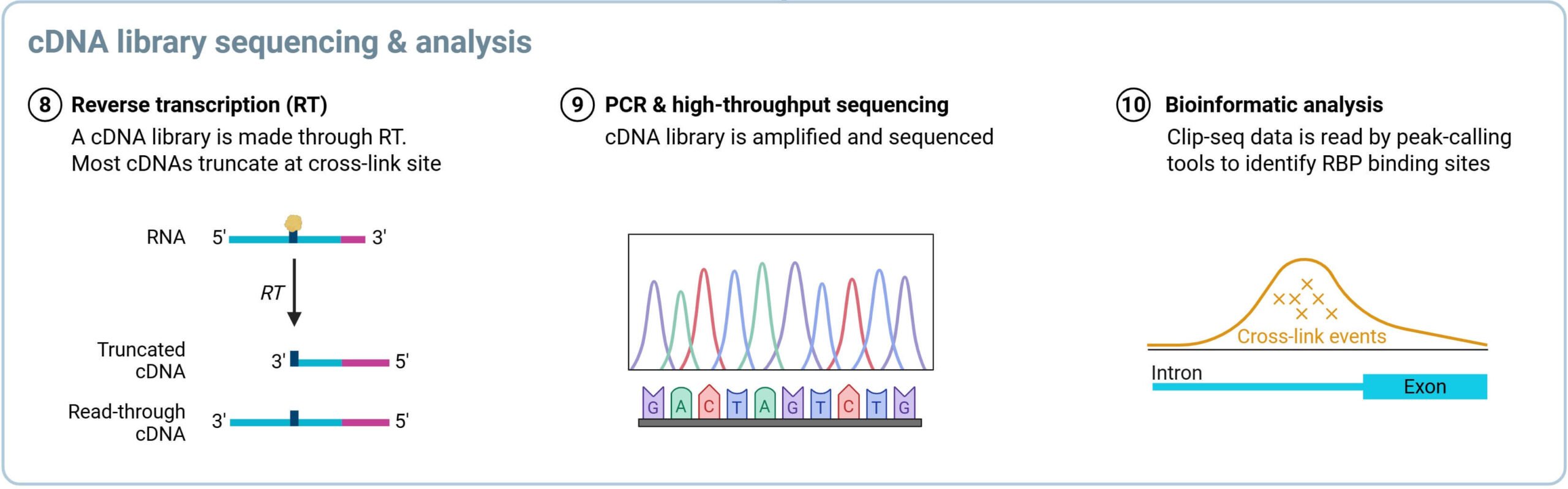 cDNA library sequencing & analysis