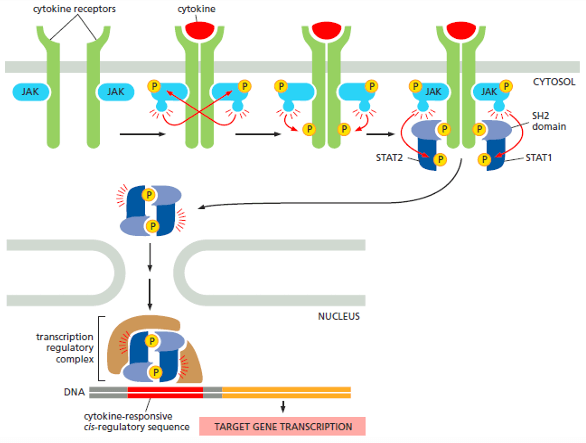 Activation of Cytokine Receptors by the JAK-STAT Pathway