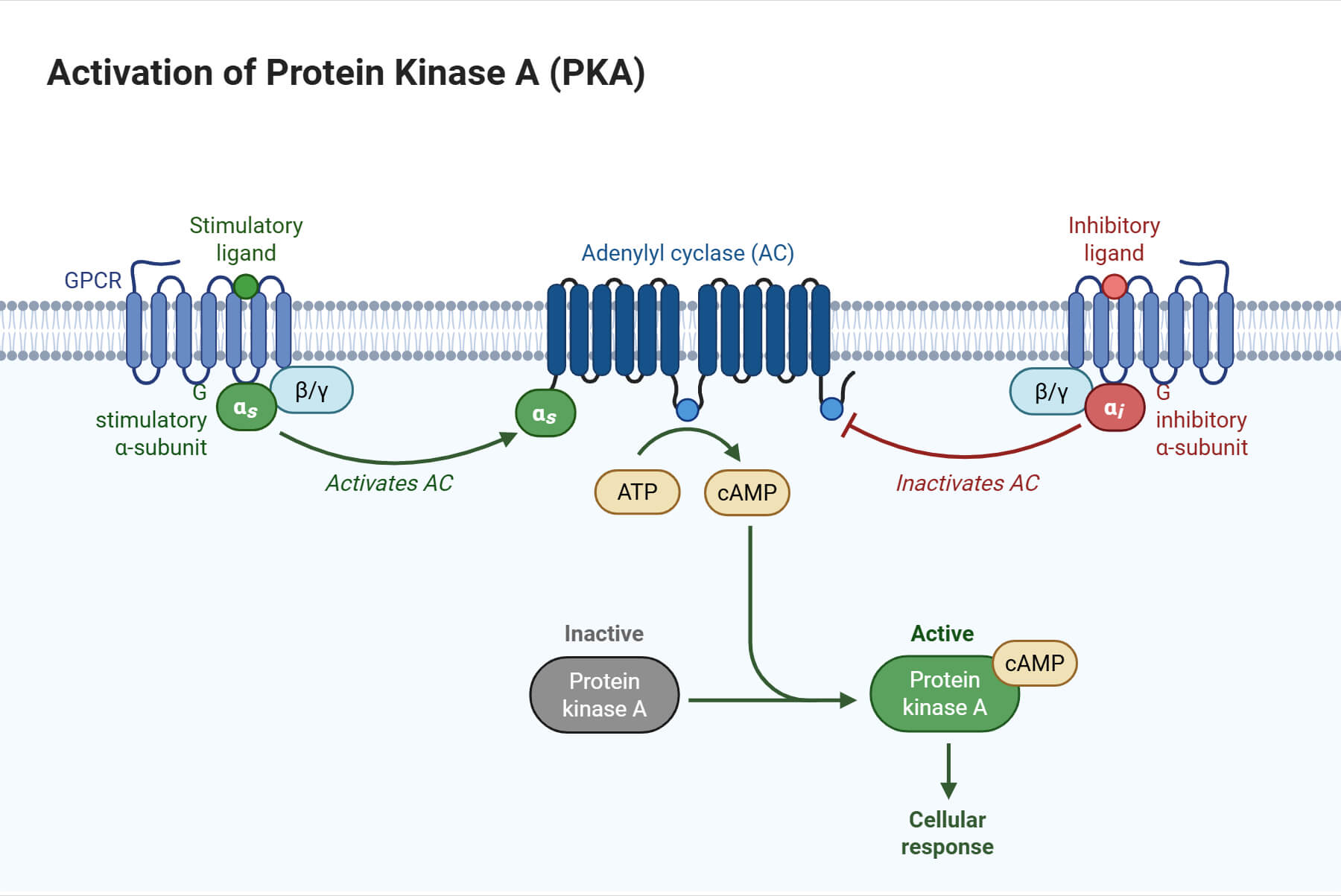 Activation of Protein Kinase A (PKA)