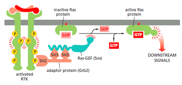 Activation of Ras protein by RTK
