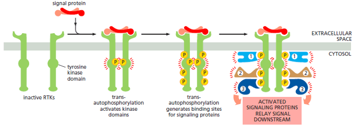 Activation of Receptor Tyrosine Kinase (RTKs)