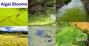 Algal Blooms