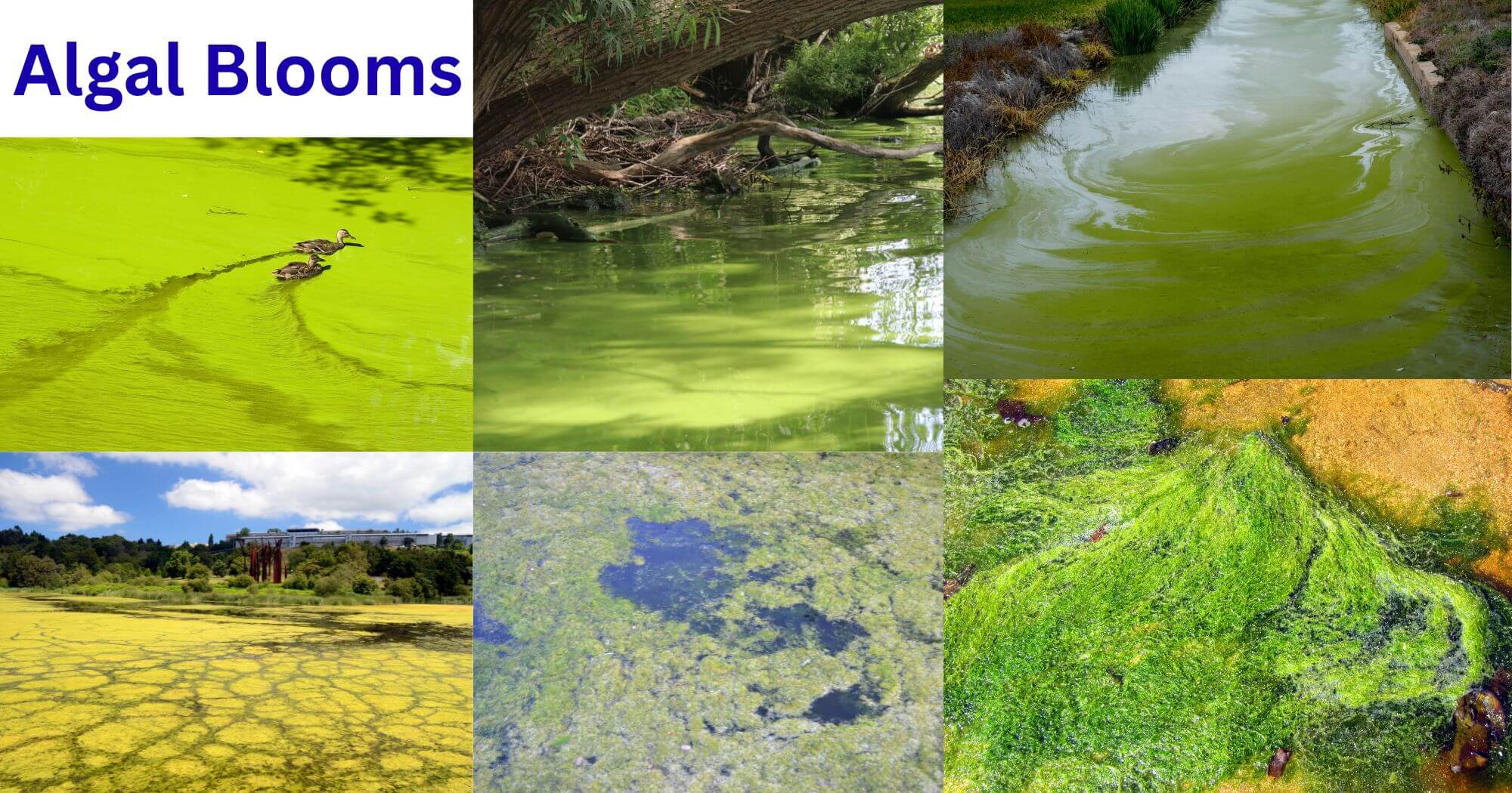 Algal Blooms Algal Blooms