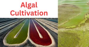 Algal Cultivation