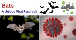 Bats- A Unique Viral Reservoir