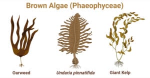 Brown Algae (Phaeophyceae)