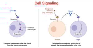 Cell Signaling
