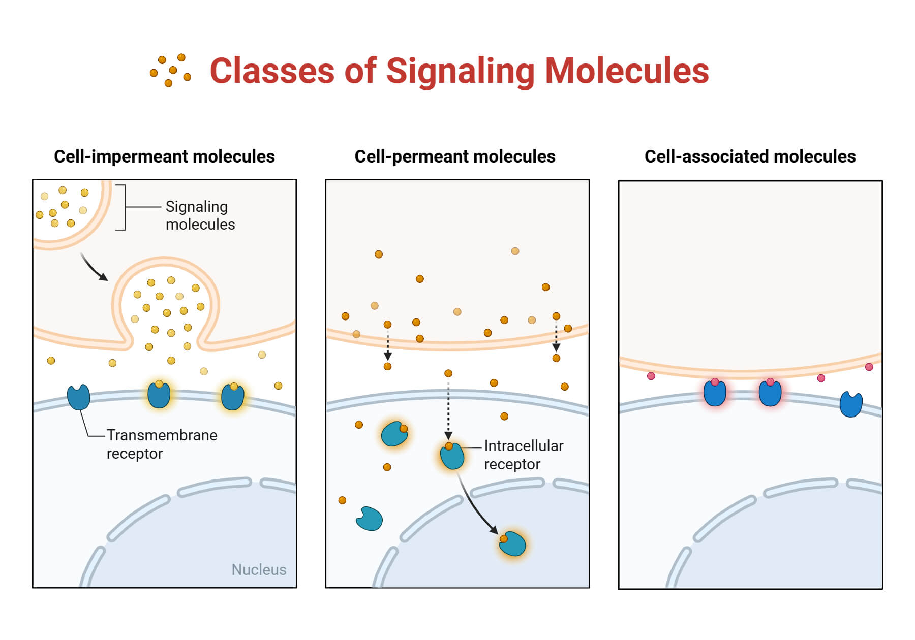 Classes of Signaling Molecules
