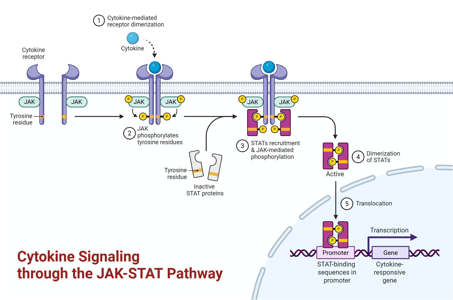 Cytokine Signaling through the JAK-STAT Pathway