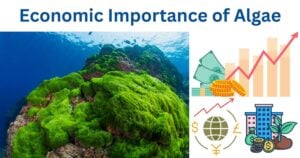 Economic Importance of Algae