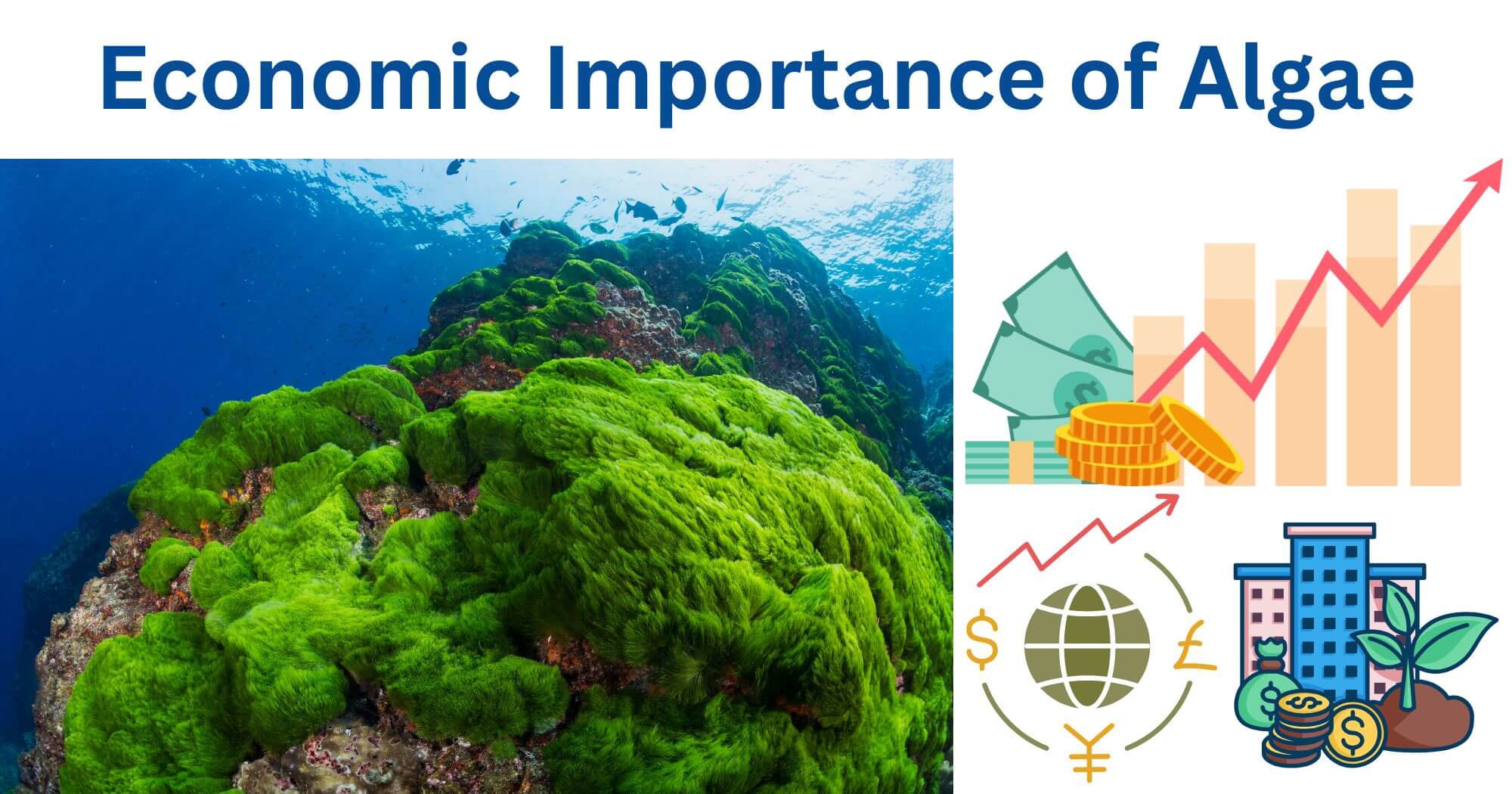 Economic Importance of Algae Economic Importance of Algae