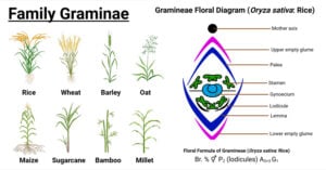 Family Gramineae