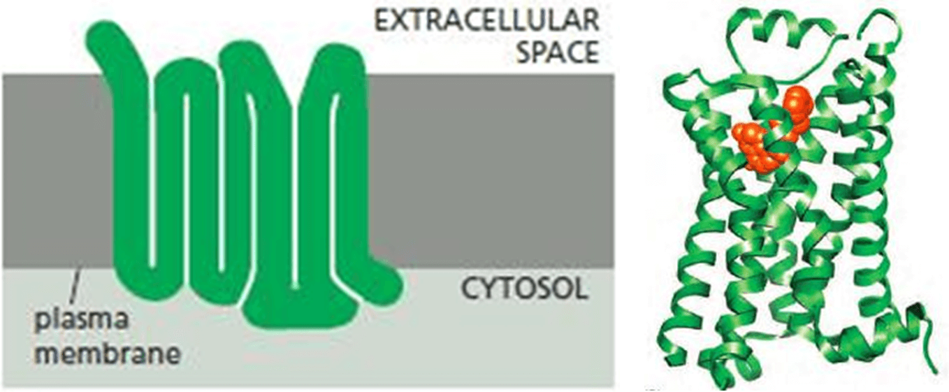 G protein receptor kinase (GPCR) embedded in the transmembrane (left). Structure of GPCR with its ligand binding center (right)