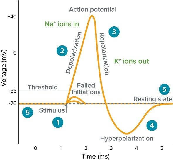Graph of time (in ms) vs Voltage (in mV) showing the Action potential