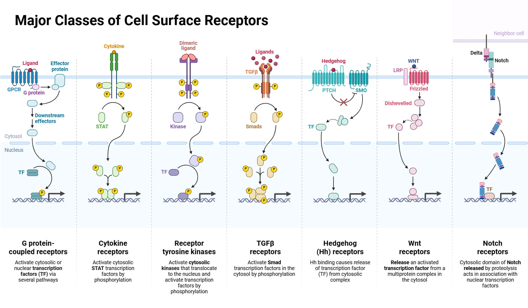 Major Classes of Cell Surface Receptors