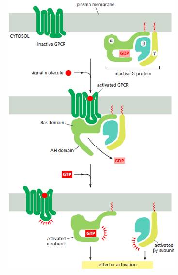 Mechanism of G-protein coupled receptor (GPCR)