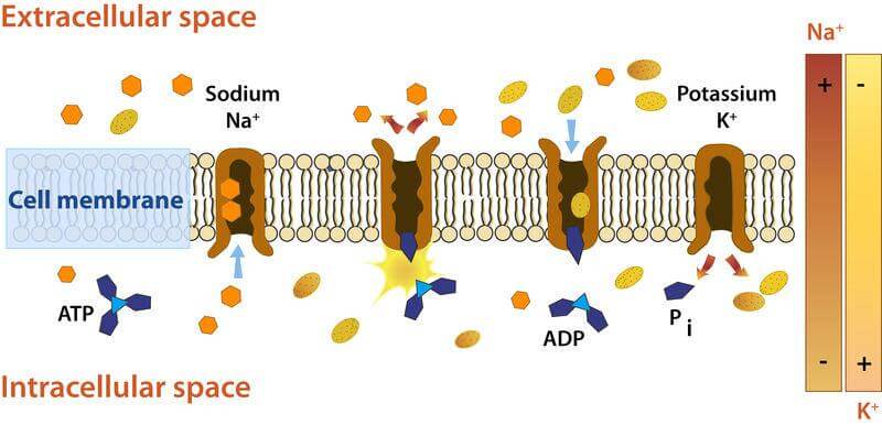 Mechanism of Sodium/ Potassium ATPase Pump