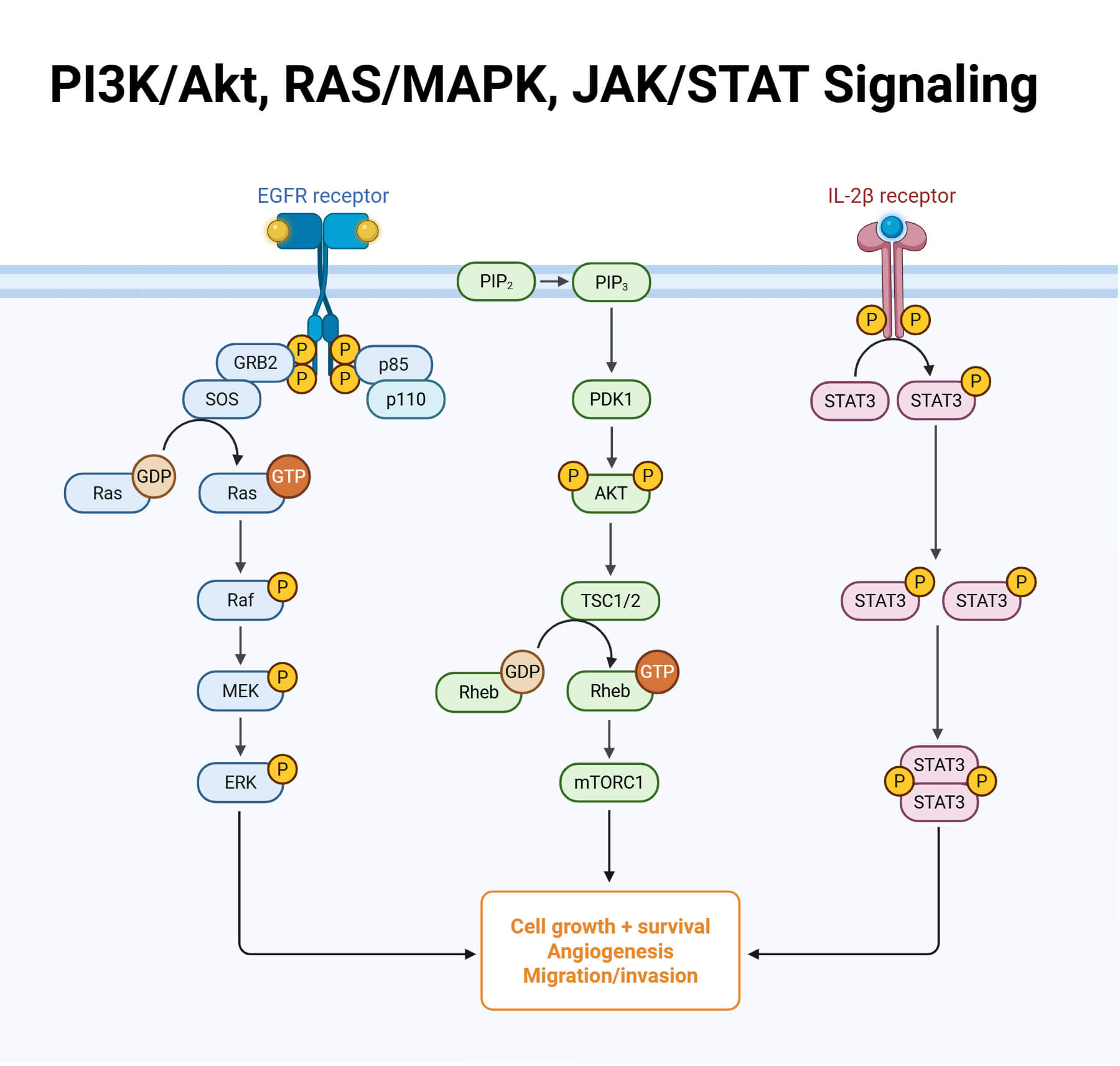 PI3K_Akt, RAS_MAPK, JAK_STAT Signaling
