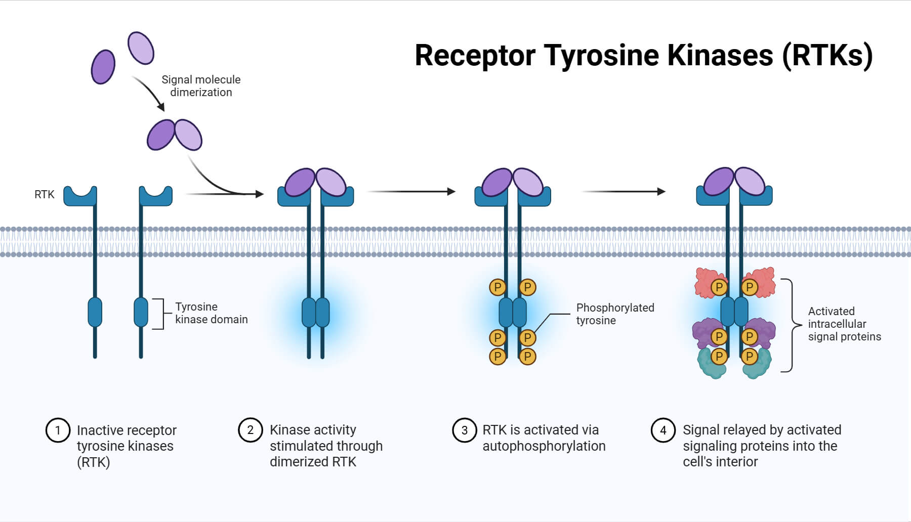 Receptor Tyrosine Kinases (RTKs)