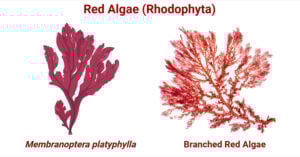 Red Algae (Rhodophyta)
