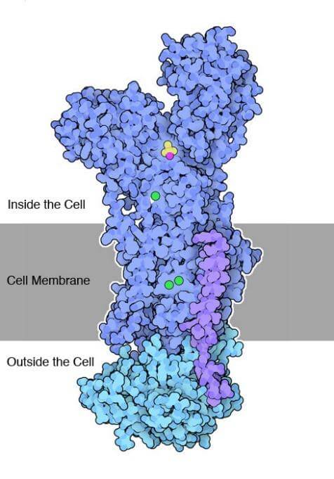 Sodium-potassium pump with potassium ions (green) in the transport site and a phosphate analogue (yellow) in the ATP-binding site
