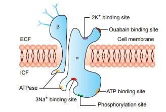 Structure of Na+ K+ ATPase Pump