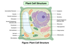 Structure of Plant cell