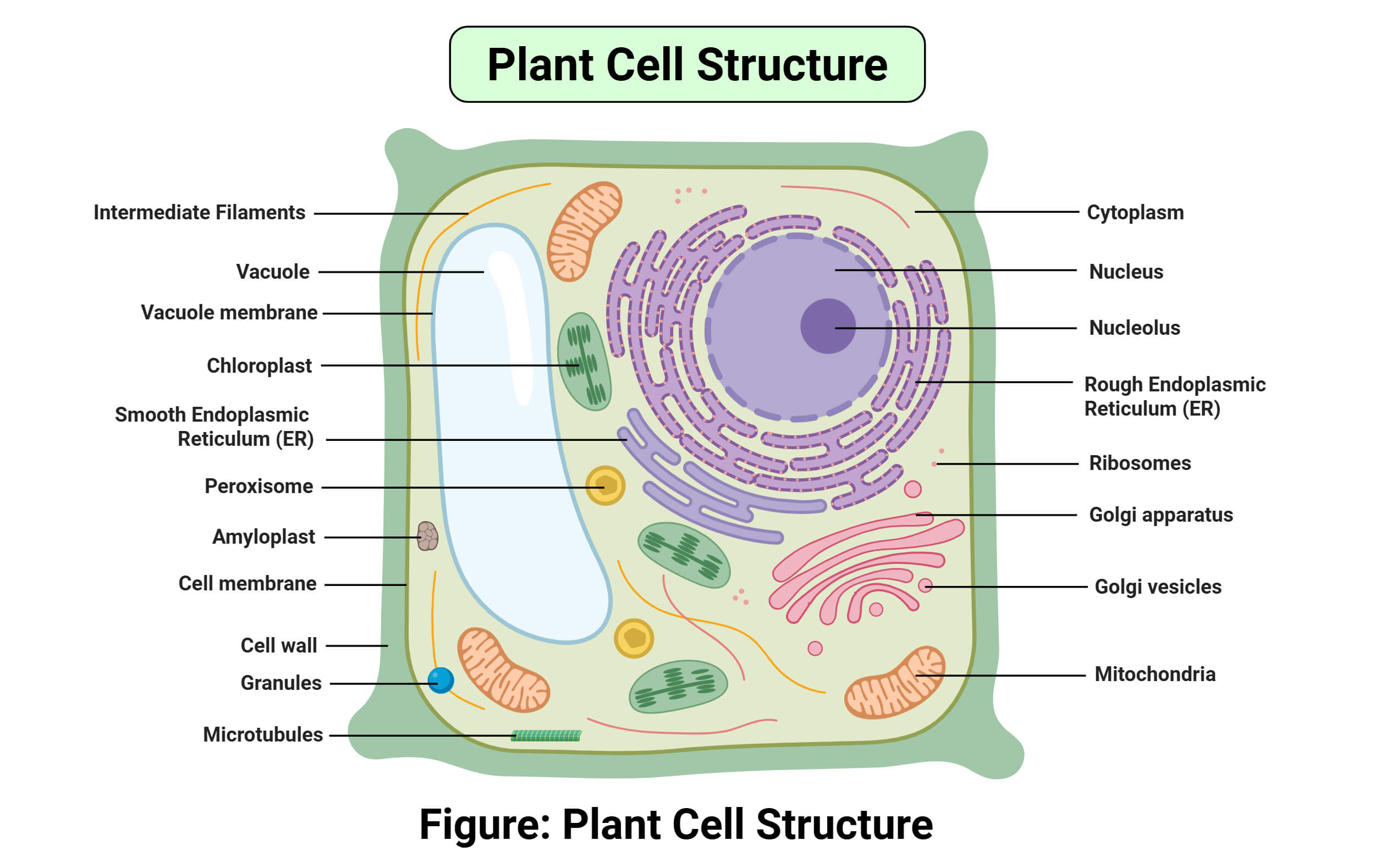 Plant Cell Vs Animal Cell 25 Major Differences Plant Cell Vs Animal Cell 25 Major Differences