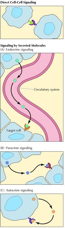 Types of Cells Signaling