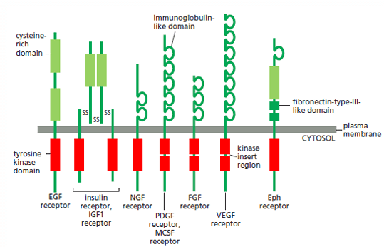 Variation of Receptor Protein Kinases (RTKs) in their sub-families