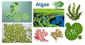 Algae