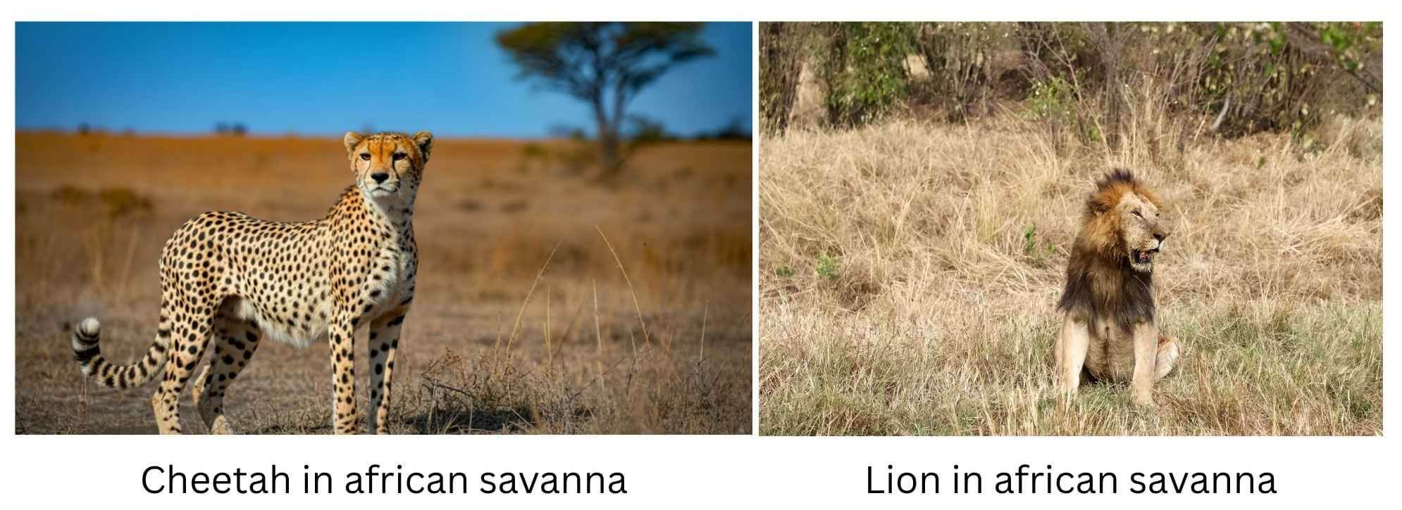 Tropical Grasslands or Savannas