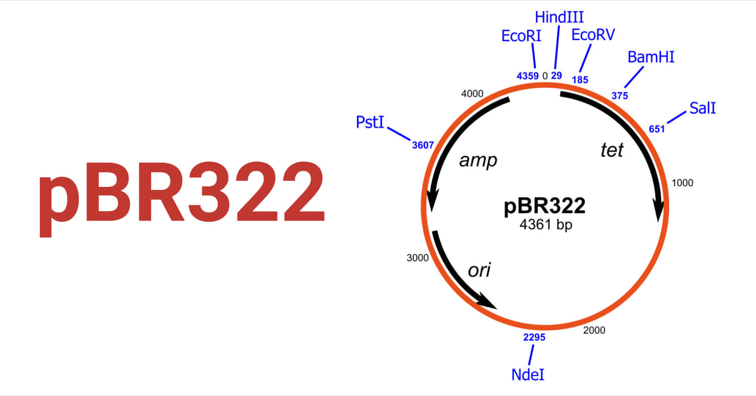 pBR322 Vector