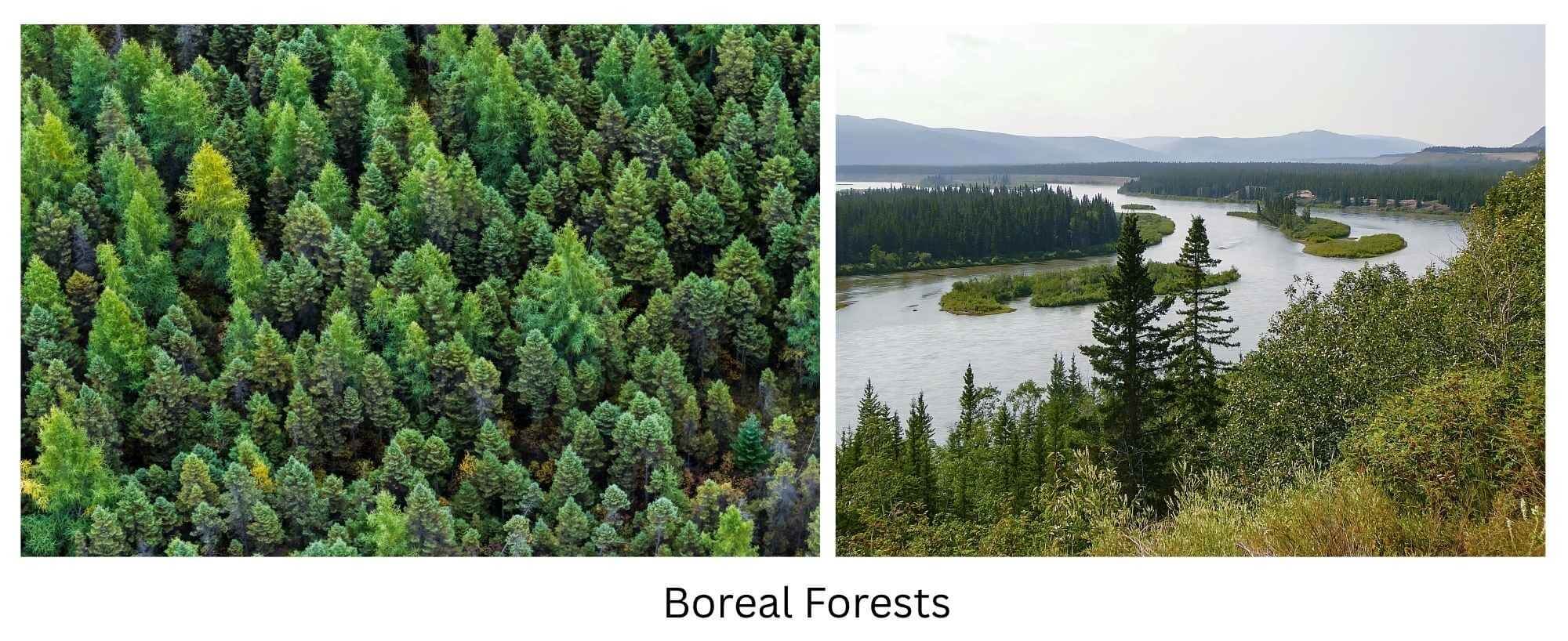 Boreal (Taiga) Forests