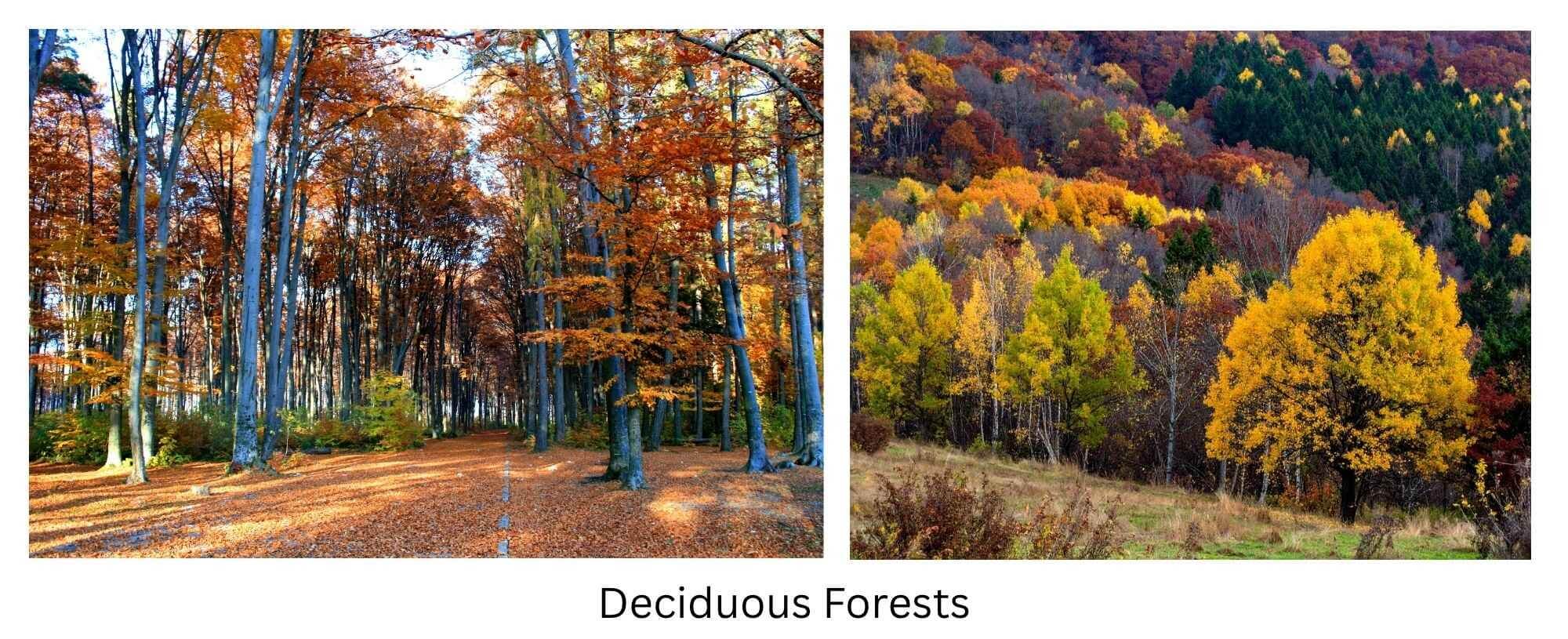 Deciduous Forests