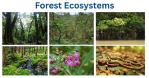 Forest Ecosystems