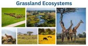 Grassland Ecosystems