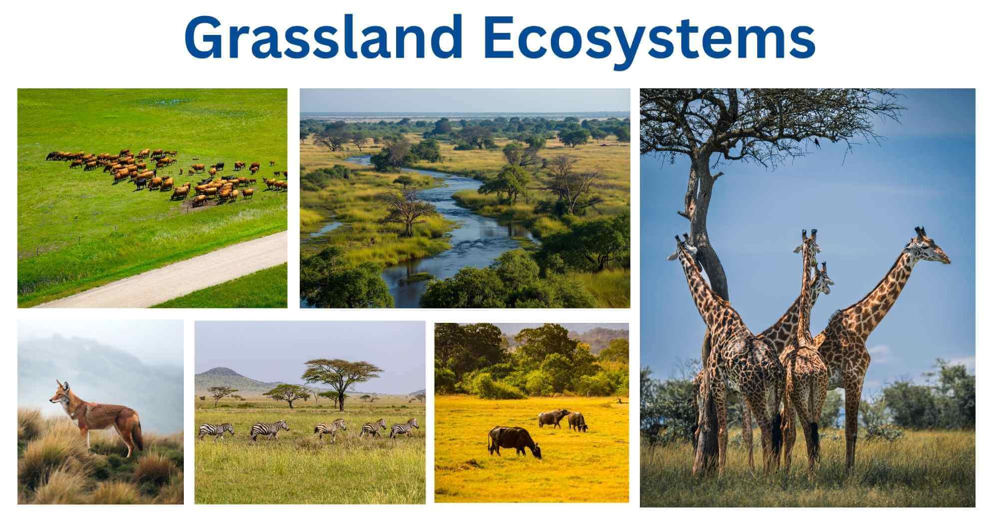 Grassland Ecosystems