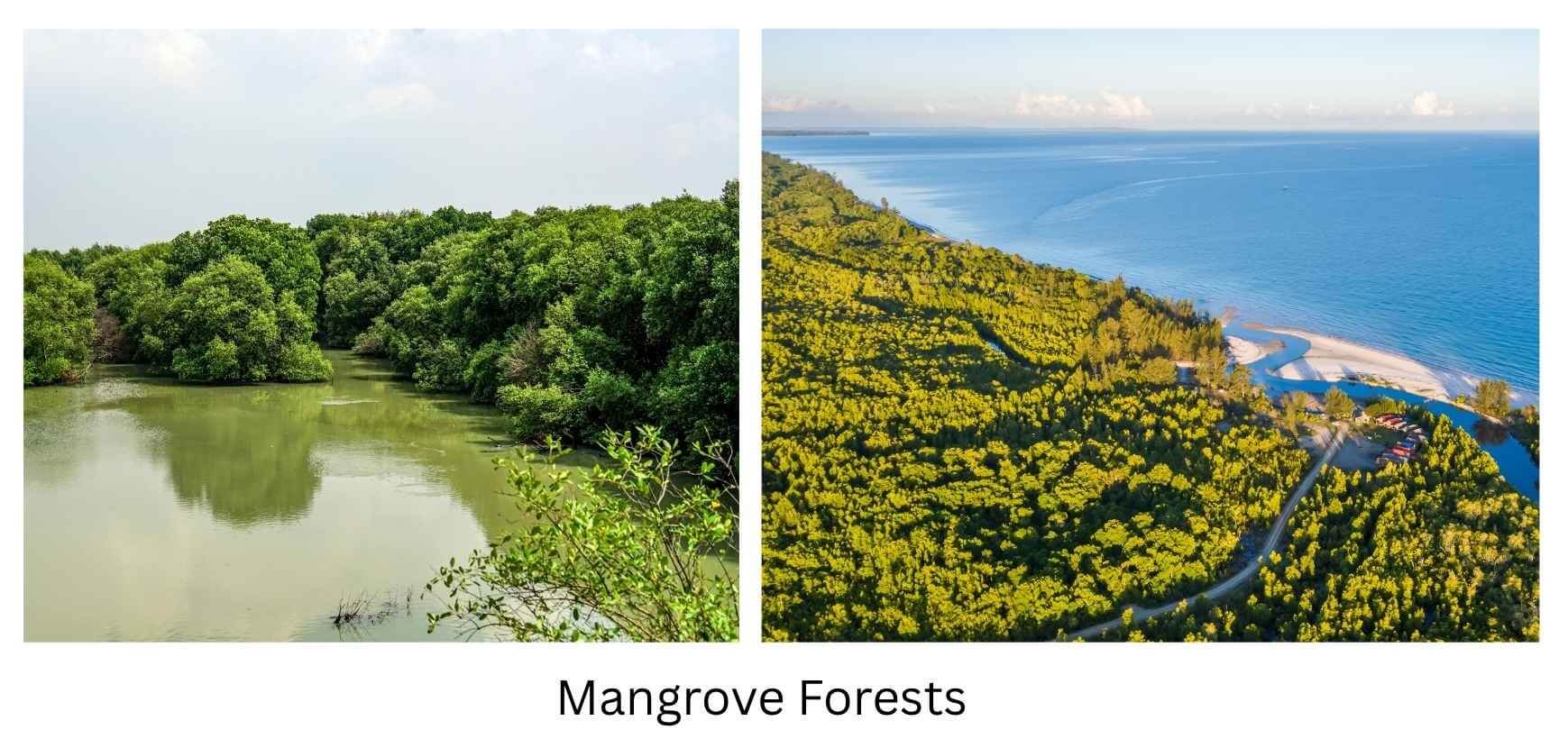 Mangrove Forests