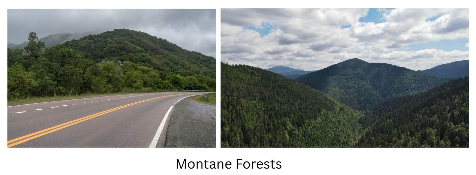 Montane Forests