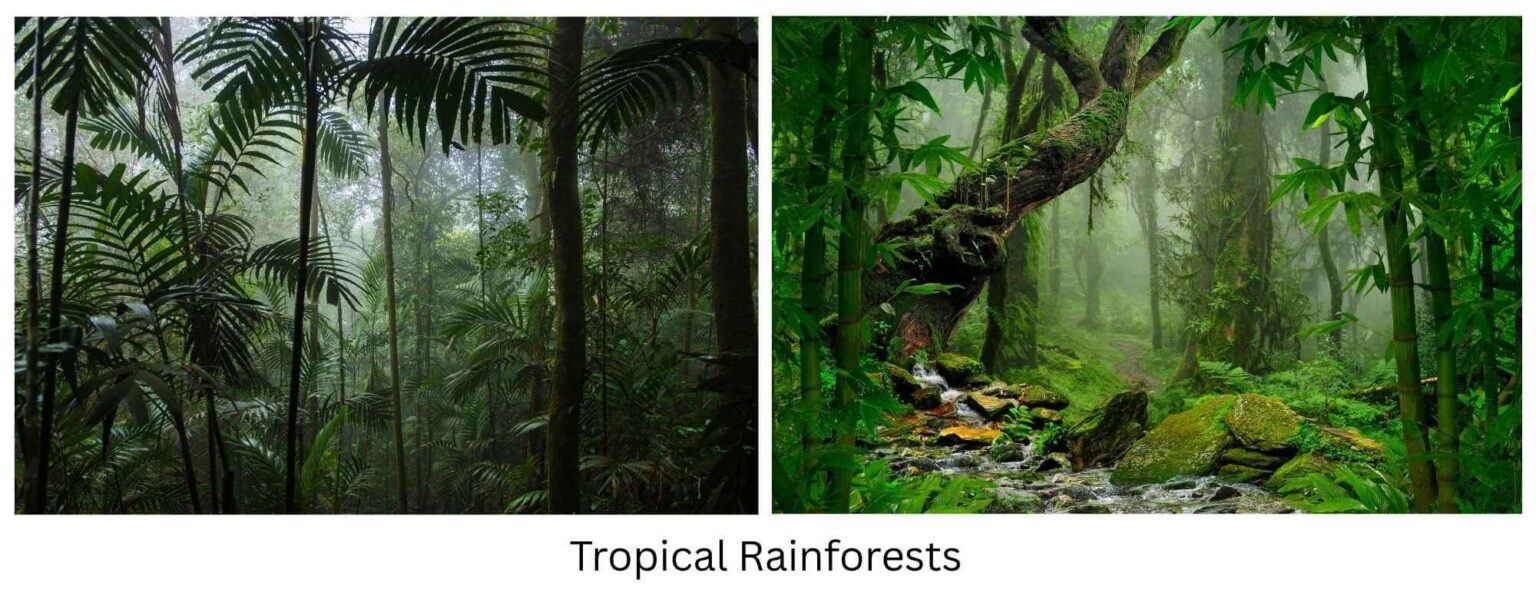 Forest Ecosystems Types Components Biodiversity Functions