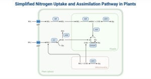 Nitrogen Assimilation in Plants Nitrogen Assimilation in Plants