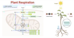 Plant Respiration Plant Respiration