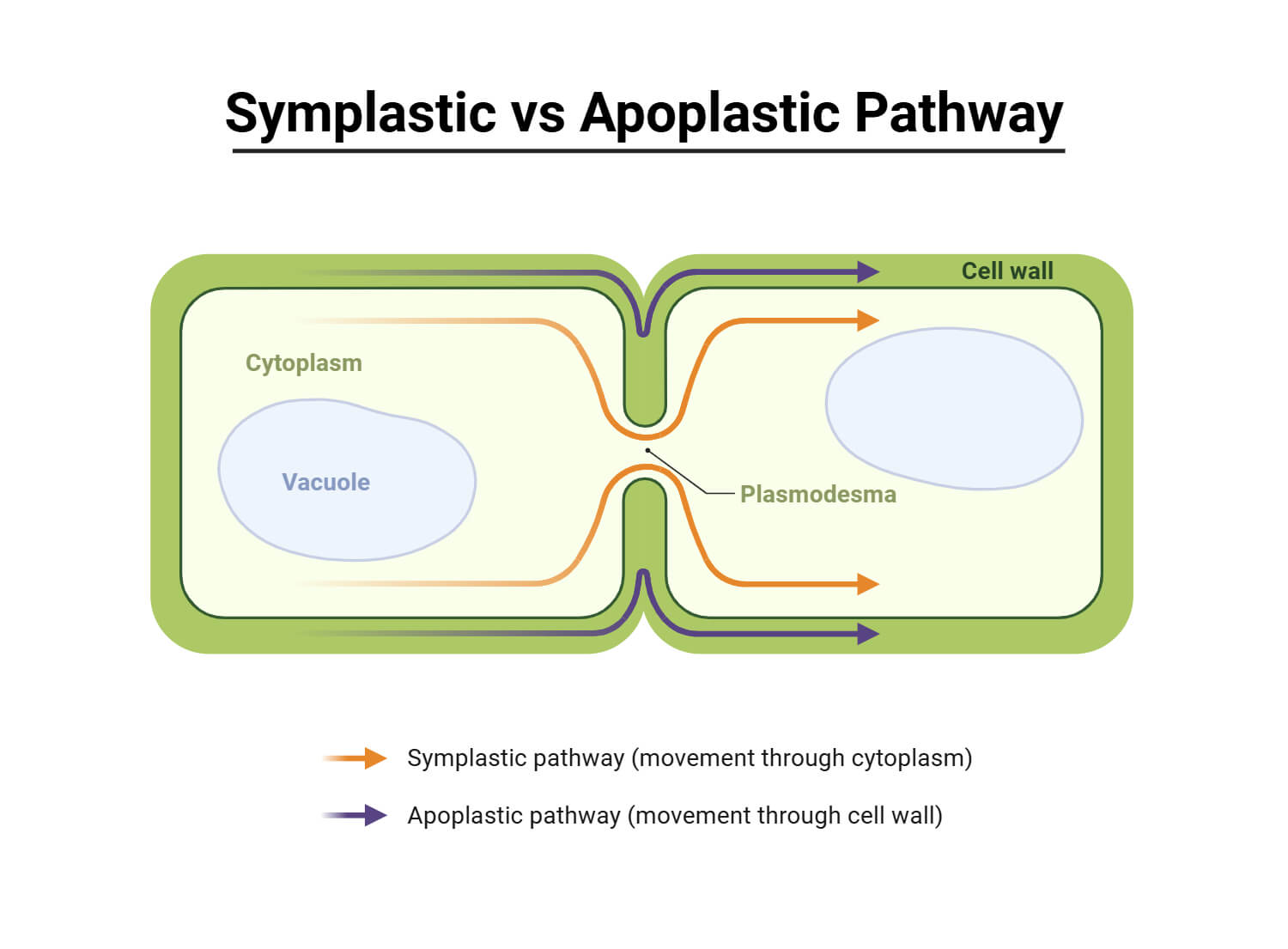 Symplastic vs. Apoplastic Pathway Symplastic vs. Apoplastic Pathway