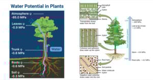 Water Potential in Plants Water Potential in Plants